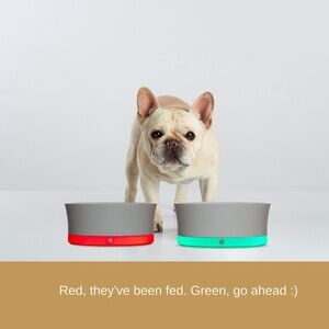 Obe ProBowl Smart dog bowl
